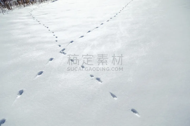 雪 动物留下的痕迹 横越 留白 爪印 水平画幅 无人 户外 方向 英文字母x图片素材下载 稿定素材