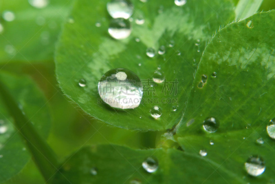 露水,水,雨,水滴,四叶苜蓿,巨大的,苜蓿叶卷面包,柠檬叶,柠檬草,三叶草