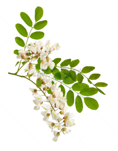 蝗虫,洋槐,分离着色,黑色,垂直画幅,美,无人,户外,明亮,植物