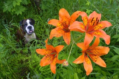 草地,百合花,拳师犬,花朵,西伯利亚,纯种犬,斑纹,狗,草,动物