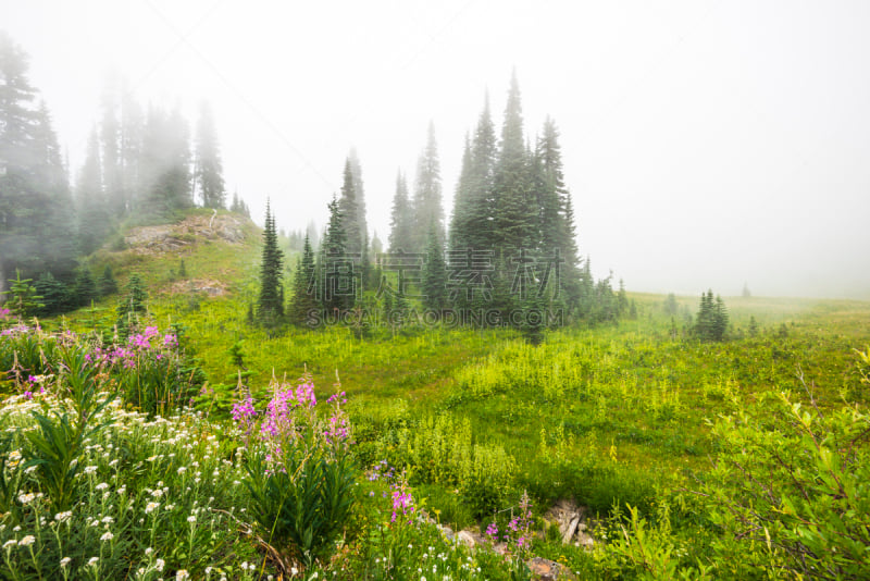 提普索湖,雷尼尔雪山,风景,居住区,华盛顿州,美国,皮尔斯县,穿洞的,路边,水平画幅