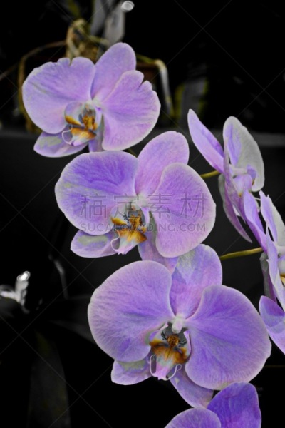 蝴蝶兰,自然美,嗜酸细胞,圣卡塔琳娜,垂直画幅,美,兰花,休闲活动,无人,特写
