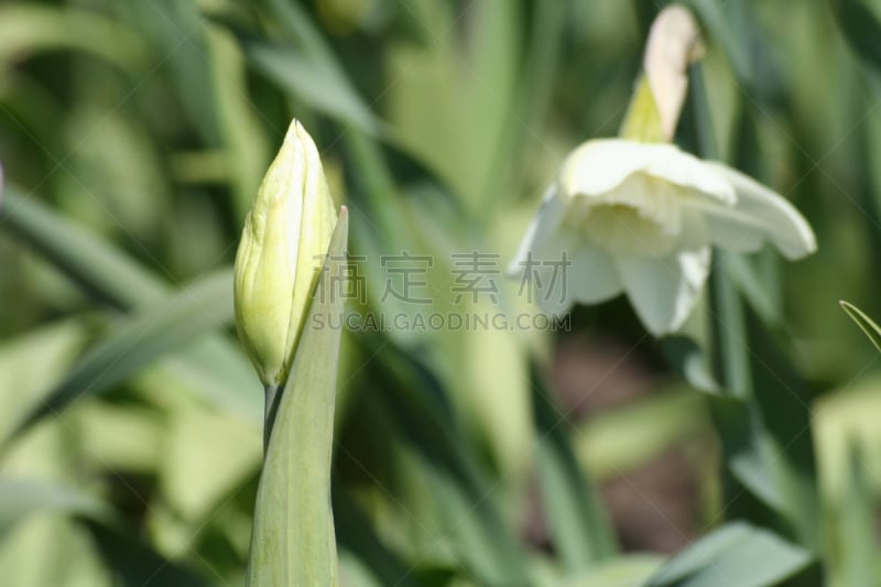 郁金香,绿色,花鳞茎,关闭的,郁金香蛋糕,开放式设计,仅一朵花,水平画幅,无人,夏天