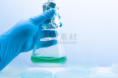 微生物学,大群动物,传统,颤藻属,盘子,显微镜,淡水,热带气候,食品