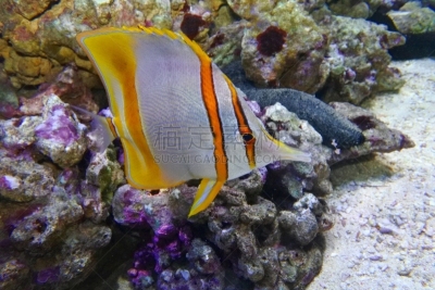 钩形珊瑚鱼,蝴蝶鱼,埃及,海草,自然,水,水平画幅,无人,水下,海洋