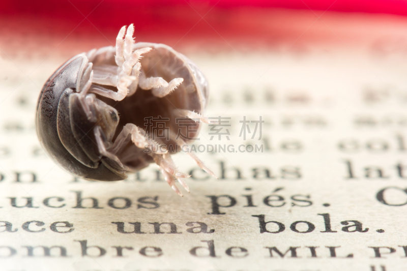 水平画幅,百科全书,潮虫,动物肢和翼,甲壳动物,动物身体部位,节肢动物,软甲类,蚧壳虫,站