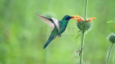 紫耳峰鸟,自然,荧光色,乡村,拉丁美洲,图像,厄瓜多尔,小的,鸟类,蜂鸟