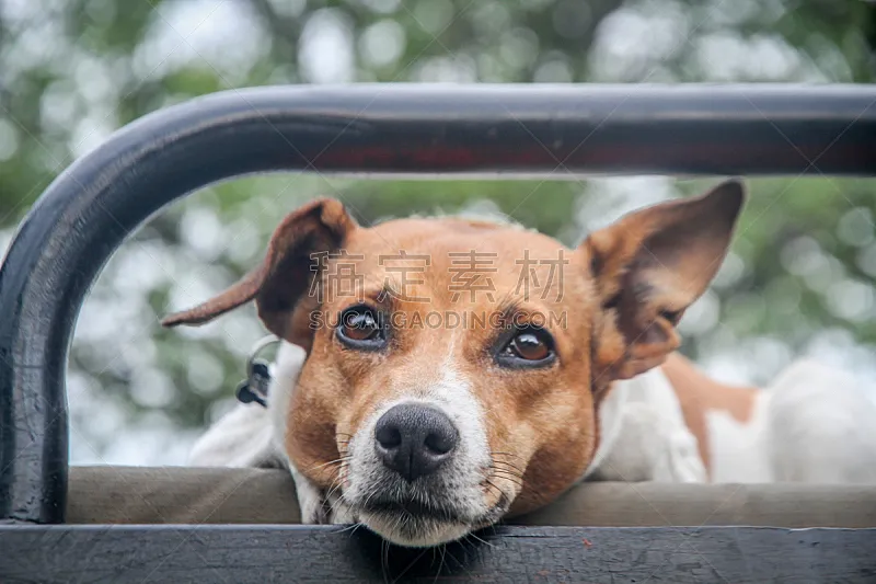 杰克拉瑟短腿犬 相机 正面视角 美 褐色 水平画幅 注视镜头 梗犬 户外 动物主题图片素材下载 稿定素材