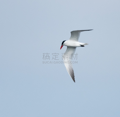 红嘴巨鸥,水平画幅,蓝色,鸟类,非洲,燕鸥,海洋,加拿大,塞内加尔,2015年