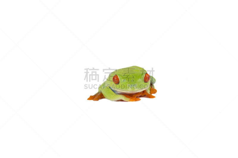 红眼树蛙,树蛙,青蛙,异国宠物,自然,野生动物,水平画幅,无人,白色背景,背景分离