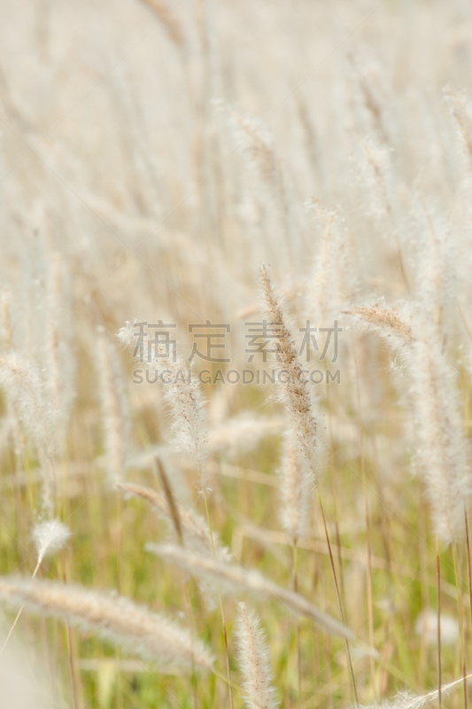 草,地形,田地,潘帕斯大草原,垂直画幅,褐色,无人,夏天,户外,花束