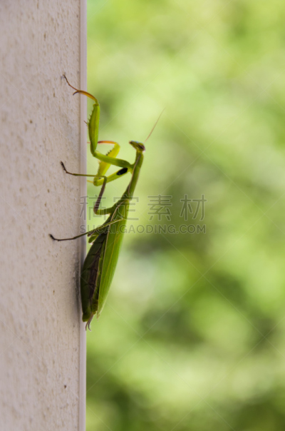 绿色,图像,色彩鲜艳,动物,垂直画幅,无人,动物学,爪子,科学,动物身体部位