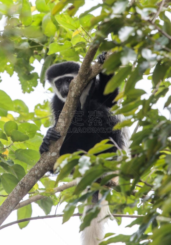 black and white colobus,叶猴,灵长目,猴子,自然,垂直画幅,美,野生动物,无人,非洲