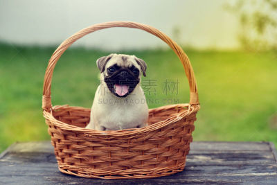 巴哥犬,幸福,可爱的,puggle犬,猎犬,哈巴狗,水平画幅,进行中,户外,泰国
