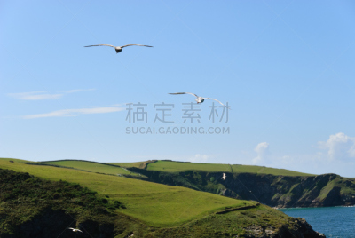 艾尔扎克,天空,康沃尔,水平画幅,鸟类,动物身体部位,夏天,礁石,英国,光