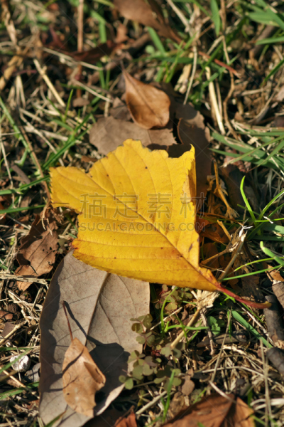 叶子,垂直画幅,秋天,无人,东京,日本,江东区,特写,落下,摄影