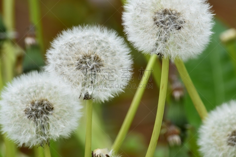 蒲公英,自然,植物茎,植物,水平画幅,无人,英国,种子,野生植物,背景