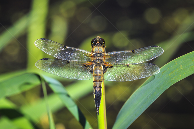 蜻蜓,昆虫,特写,斑点,四只动物,blue darter dragonfly,背景分离,野生动物,肖像,环境