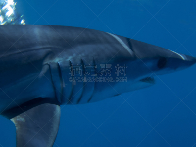 短鳍灰鲭鲨,自然,海洋生命,野生动物,图像,海洋,墨西哥,洛斯卡沃斯,太平洋,鲨鱼