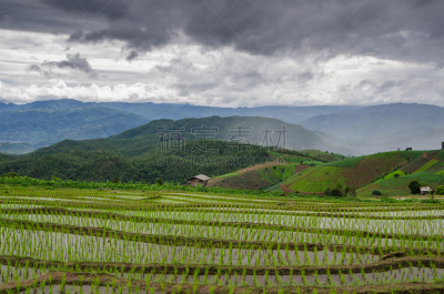 田地,稻,梯田,水平画幅,枝繁叶茂,无人,湿,长颈族,草,泰国