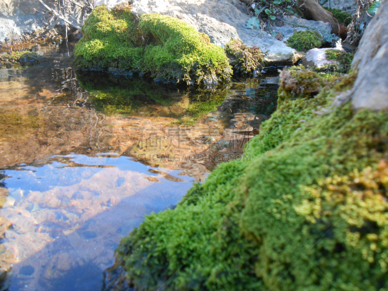 藻类,南方公牛海藻,圣塔卡特莱那岛,海藻灰,水,留白,水生植物,水平画幅,无人,水下