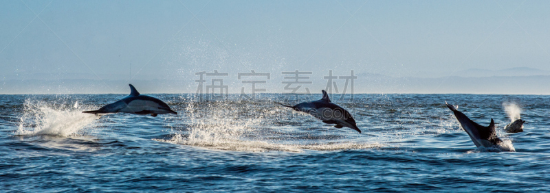 海豚,海洋,水,水平画幅,进行中,大西洋,野外动物,背鳍,水栖哺乳动物,动物鳍