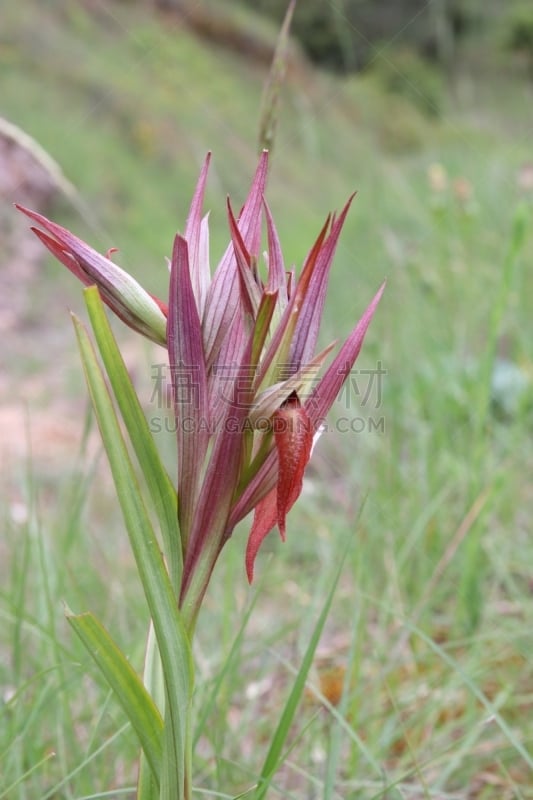 兰花,红花头蕊兰,单子叶植物,花冠,生态多样性,垂直画幅,无人,户外,植物,植物学