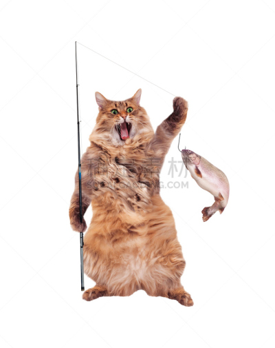 野生猫科动物,乐趣,巨大的,毛发蓬乱,垂直画幅,无人,膳食,捕捞鱼,钓竿,俄罗斯