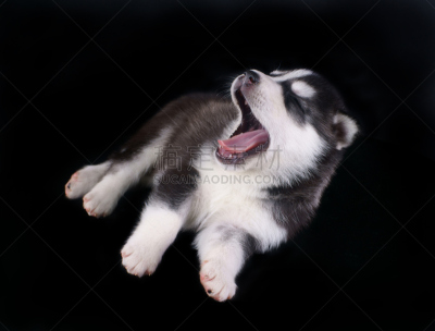 小狗,西伯利亚哈士奇犬,美,水平画幅,爱斯基摩犬,阿拉斯加雪橇犬,黑色背景,狗,纯种犬,小的