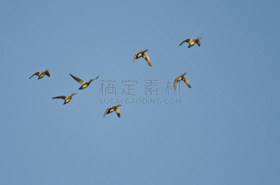 蓝色,羊群,欧洲野鸭,美国,天空,自然,褐色,野生动物,野鸭,水平画幅