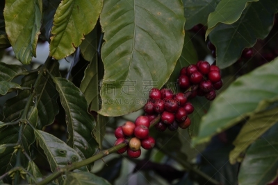 叶子,枝,咖啡豆,农业,熟的,樱桃,色彩鲜艳,色彩饱和,植物,热带树
