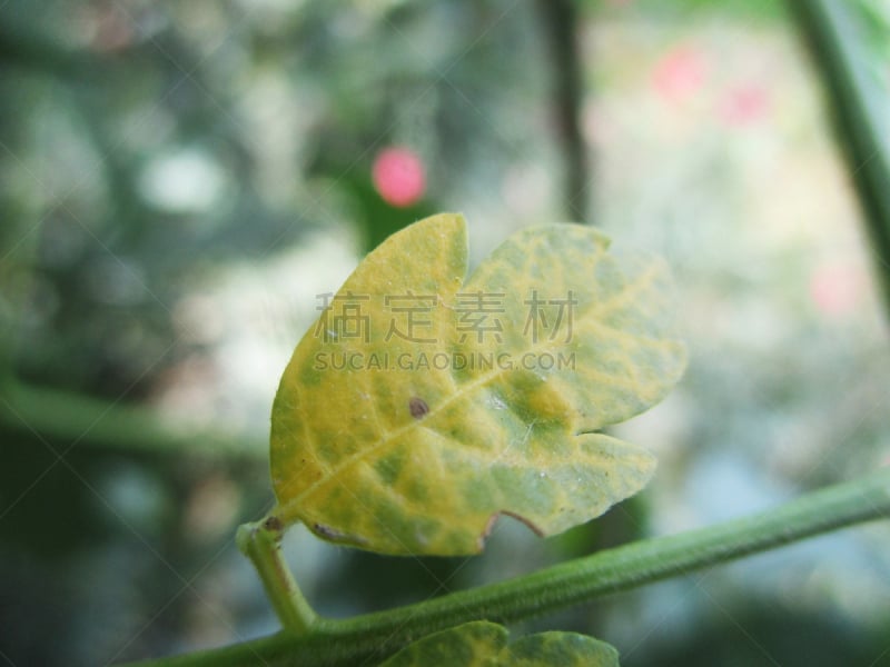 自然,叶子,绿色,植物群,自然美,清新,肖像,波斯湾,春天,植物