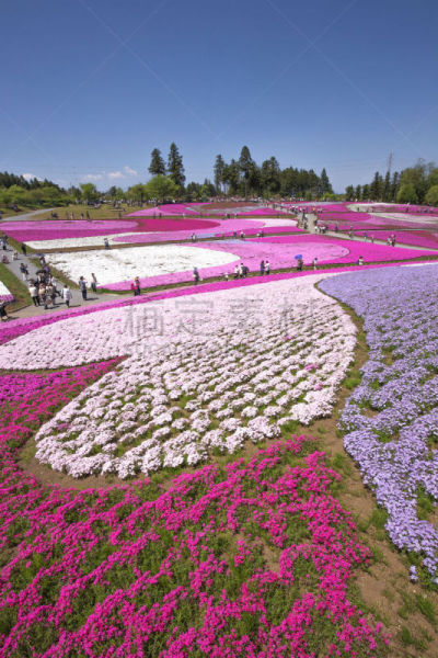 草夹竹桃属,羊山公园,侧面视角,花头,一个物体,垂直画幅,樱花,石楠,无人,柏市