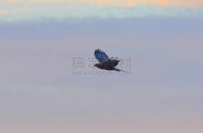鸟类,黄昏,沼泽,远距离,热霾,食肉鸟,天空,褐色,野生动物
