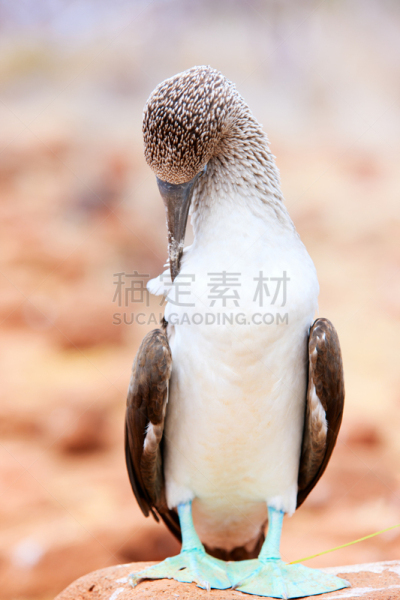 蓝足结巴鸟,西摩尔岛,加拉帕戈斯群岛,自然,垂直画幅,野生动物,可爱的,生态旅游,蓝色,鸟类