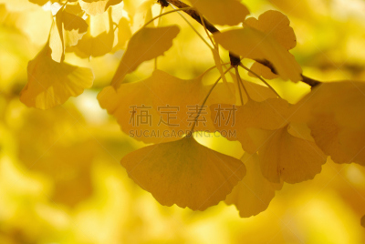 银杏,水平画幅,秋天,无人,日本,特写,植物,东京,立川,枝
