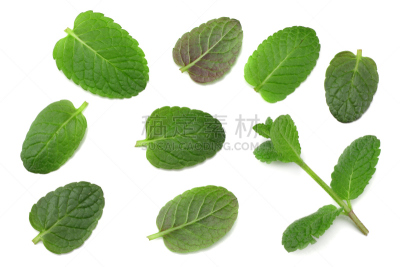 芳香的,绿色,胡椒薄荷,白色背景,薄荷叶,房地产,分离着色,力量,植物群,动物牙齿