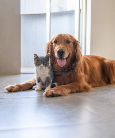 金毛寻回犬,小猫,可爱的,纯种犬,驯养动物,英国短毛猫,动物家庭,狗,哺乳纲,动物