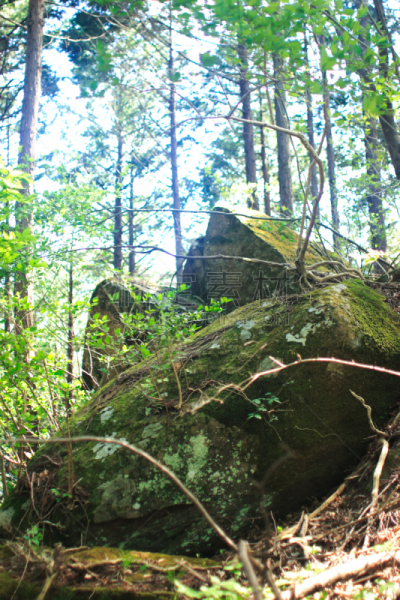 苔藓,三个物体,相模原,神奈川县,生态多样性,垂直画幅,美,公园,枝繁叶茂,无人