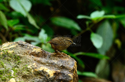 babbler,动物眼睛,鹪鹩,水平画幅,无人,鸟类,动物身体部位,野外动物,户外,泰国