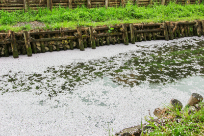 川越,崎玉县,日本,春天,河流,花瓣,樱之花,吉野樱花,花见节,运河