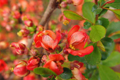 六月,水平画幅,无人,五月,特写,温柏,植物,植物学,灌木,波兰