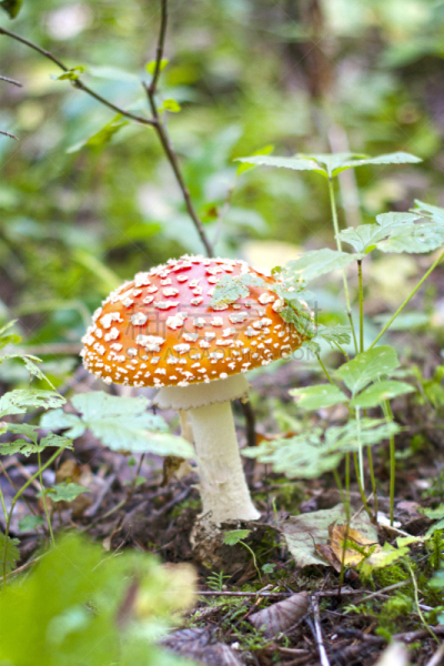 蘑菇,鹅膏菌,自然,垂直画幅,porcini mushroom,伞形毒菌,秋天,无人,苔藓,森林