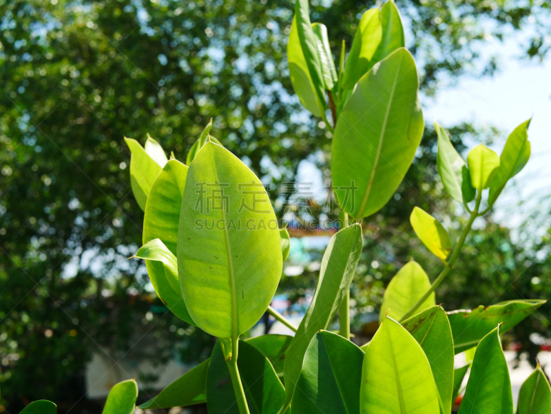 灌木,鸡尾酒,气候,水平画幅,枝繁叶茂,色力罗镇,无人,红树林,夏天,沼泽