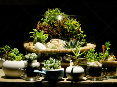 玻璃缸,凤梨科植物,水平画幅,无人,苔藓,艺术品,玻璃,泥土,锅,排列