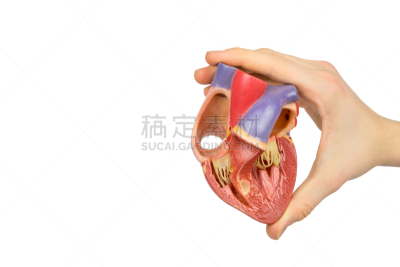 开着的,人类心脏,模型,白色,手牵手,心脏病专家,人造的,水平画幅,纺织品,人类肌肉