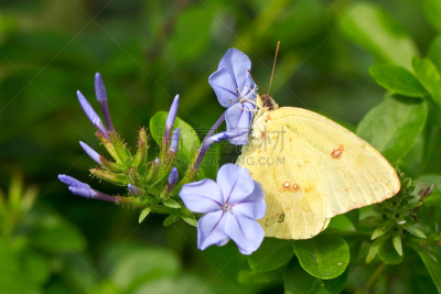 clouded yellow butterfly,蓝色,晴硫蝶,硫磺,美,水平画幅,蝴蝶,动物身体部位,夏天,户外