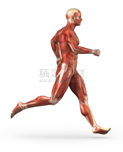 慢跑,人类肌肉,男人,拇短屈肌,股二头肌,菱形肌,举重训练,耳上肌,耻骨肌,胸大肌