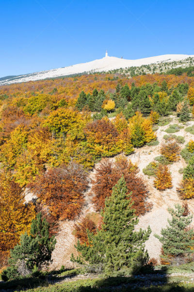 山,法国,看风景,沃克吕兹,冯杜山,垂直画幅,正面视角,天空,枝繁叶茂,户外