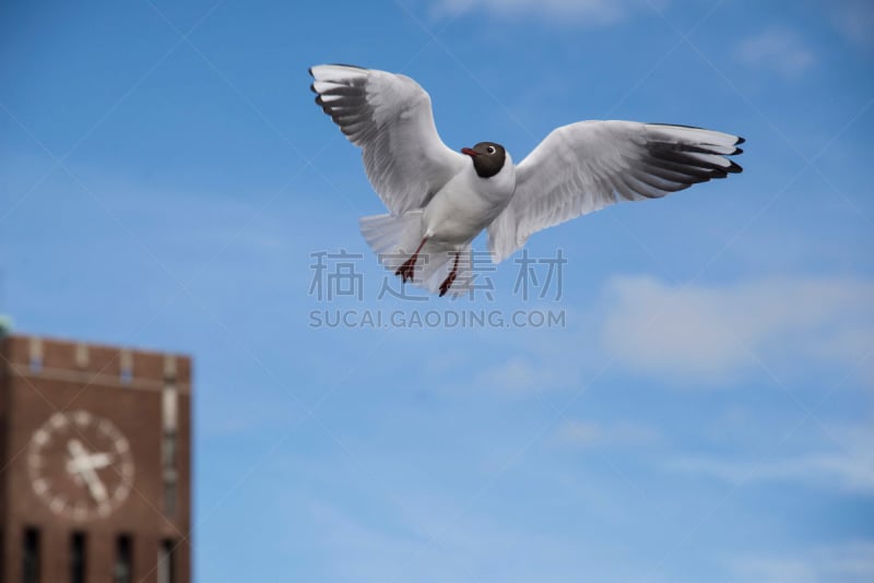 加维奥塔海岸州立公园,水平画幅,无人,海鸟,2015年,鸟类,翎毛,海鸥,海洋,摄影